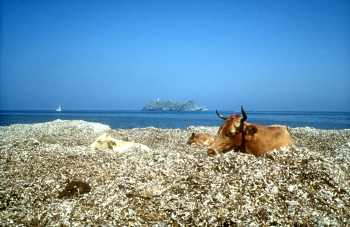 Les vaches de Barccaggio sur la plage devant la Giraglia Les vaches de Barccaggio sur la plage devant la Giraglia