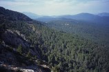 Forêt de l'Alta Rocca