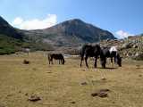 Chevaux autour du lac de Ninu