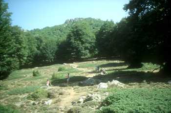 Montée au San Petrone entre clairières et sous-bois Montée au San Petrone entre clairières et sous-bois