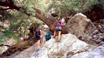 Rappel sur arbre à la Ruda