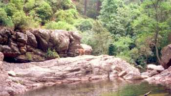 Le chien du Vivaghju dans la vasque d'arrivée