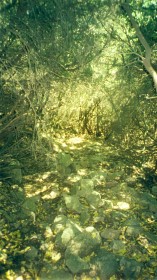 Le tunnel de verdure du ravin de Scampi Solcu