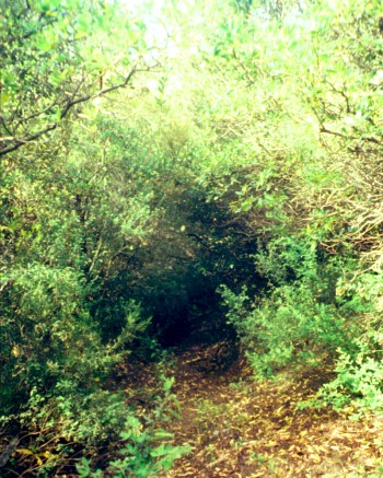 L'entrée du tunnel de verdure du ravin de Scampi Solcu