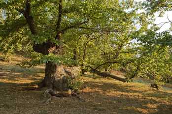 Châtaignier de Castagniccia