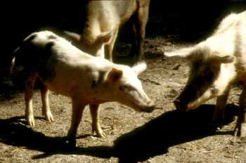 Cochons de Castagniccia