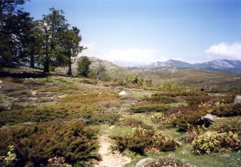 Le plateau du Coscione