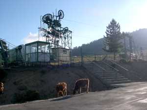 Vaches de station de ski (européennes !) à Vergio